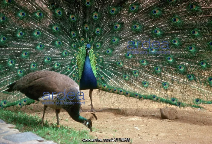 : Peacock displaying : Peacock displaying