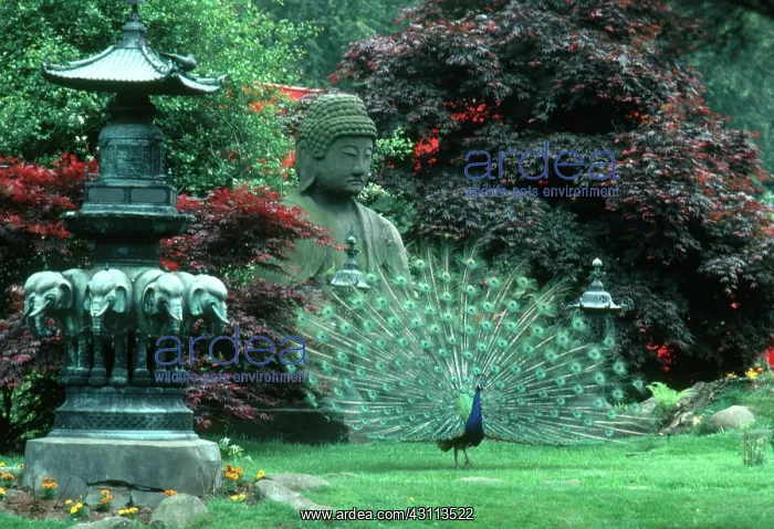 : Peacock displaying in a garden : Peacock displaying in a garden