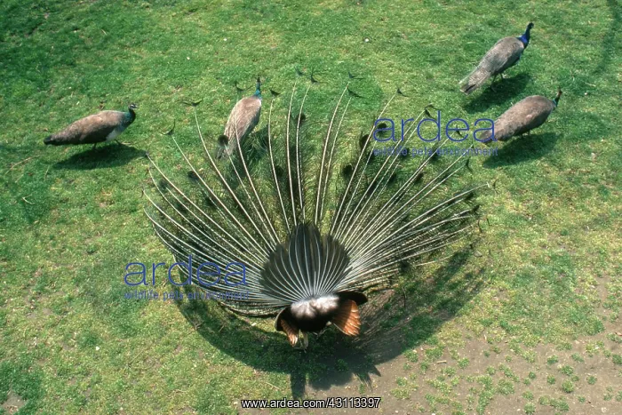 : Peacock displaying for peafowl : Peacock displaying for peafowl