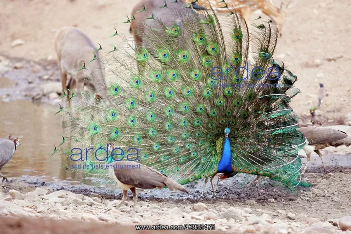 : Peacock - displaying to peahen : Peacock - displaying to peahen