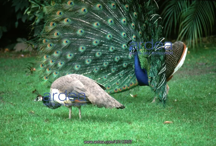 : Peacock displaying to peahen : Peacock displaying to peahen