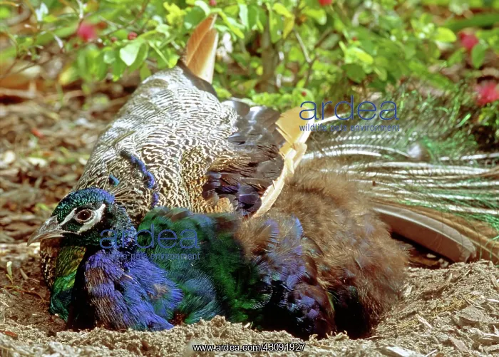 : Peacock dustbathing : Peacock dustbathing
