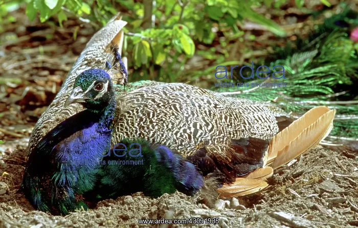 : Peacock dustbathing : Peacock dustbathing
