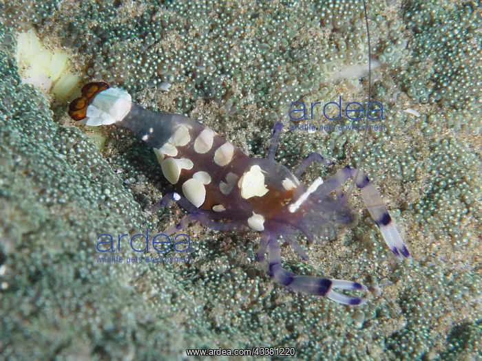 : Peacock-eyed anemone shrimp (Ancylocaris brevicarpalis) : Peacock-eyed anemone shrimp (Ancylocaris brevicarpalis)