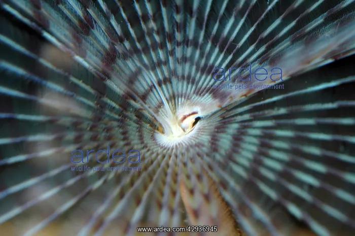 : Peacock Fanworm with tentacles extended : Peacock Fanworm with tentacles extended