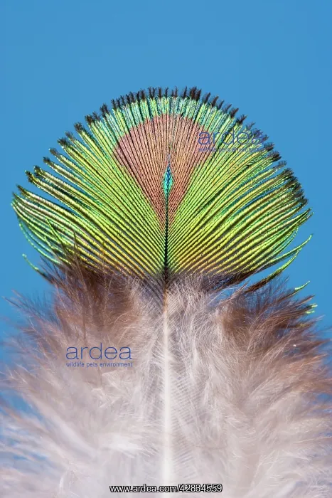  : Peacock - Feather of male