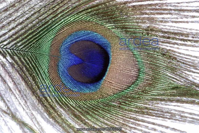 : Peacock - feather from tail train : Peacock - feather from tail train