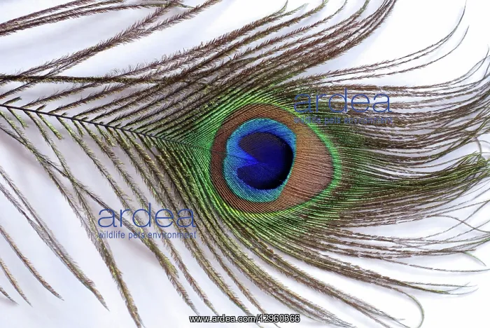 : Peacock - feather from tail train : Peacock - feather from tail train