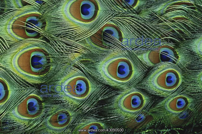 : Peacock Feathers : Peacock Feathers