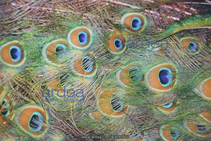 : Peacock feathers : Peacock feathers