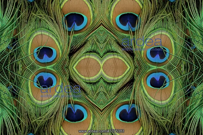 : Peacock feathers : Peacock feathers