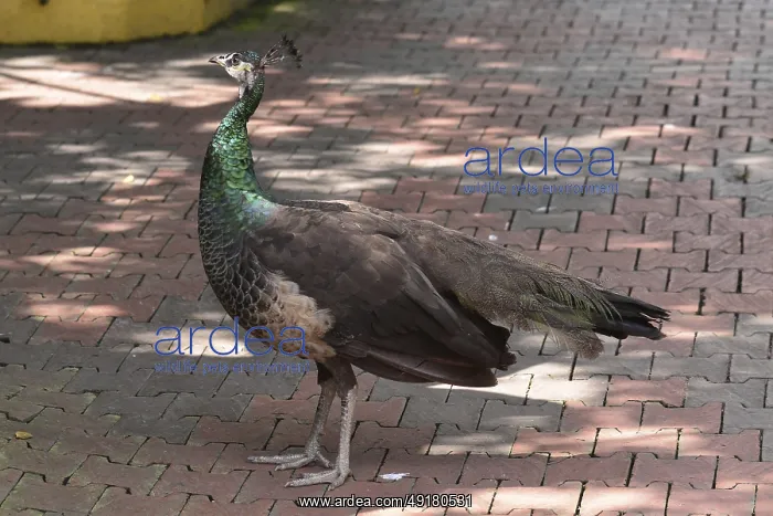 : Peacock female (Pavo cristatus)