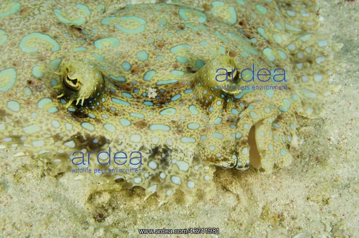 : Peacock Flounder (Bothus lunatus), Bonaire : Peacock Flounder (Bothus lunatus), Bonaire