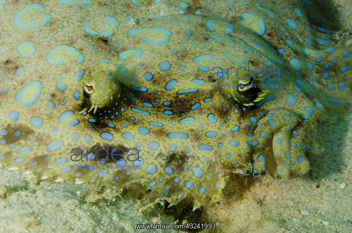 : Peacock Flounder (Bothus lunatus), Bonaire : Peacock Flounder (Bothus lunatus), Bonaire
