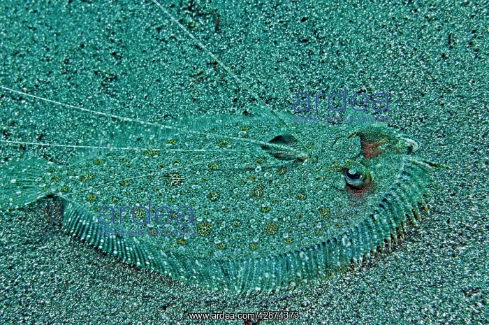 : Peacock Flounder - with growth on left eye : Peacock Flounder - with growth on left eye
