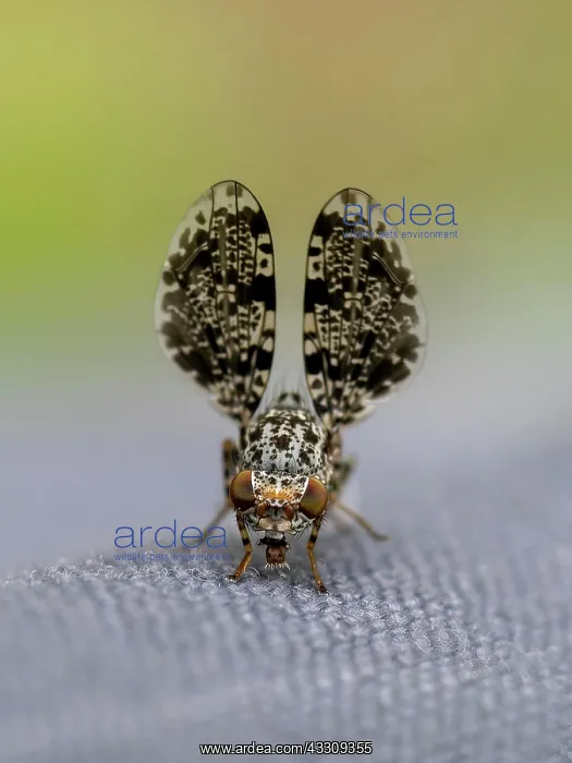 : Peacock fly (Callopistromyia annulipes), Weiz, Styria : Peacock fly (Callopistromyia annulipes), Weiz, Styria