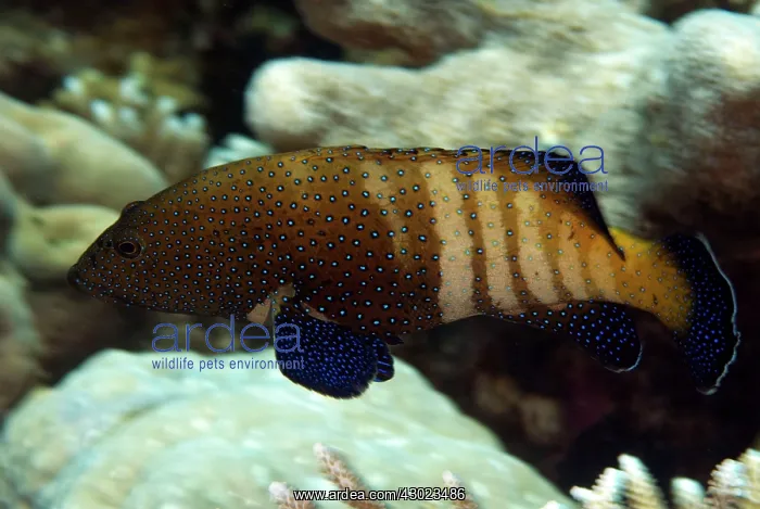  : Peacock Grouper