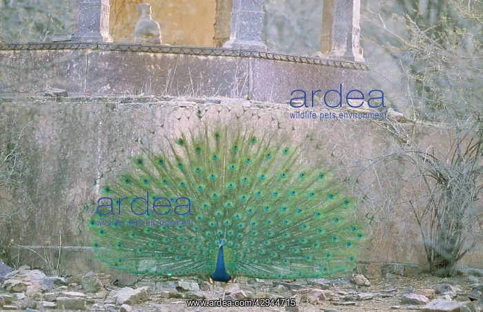 : PEACOCK, Indian Peafowl : PEACOCK, Indian Peafowl