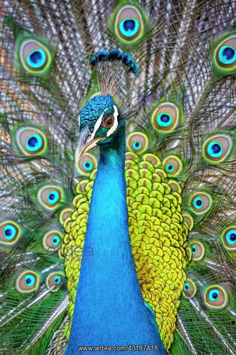 : Peacock Indian peafowl (Pavo cristatus) beats wheel : Peacock Indian peafowl (Pavo cristatus) beats wheel