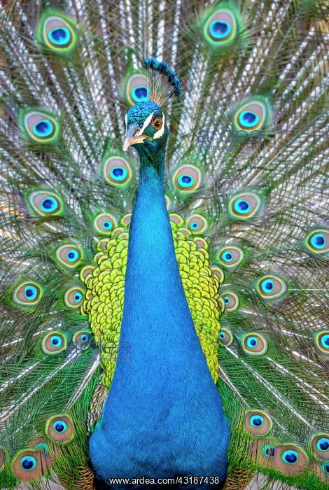 : Peacock Indian peafowl (Pavo cristatus) beats wheel : Peacock Indian peafowl (Pavo cristatus) beats wheel