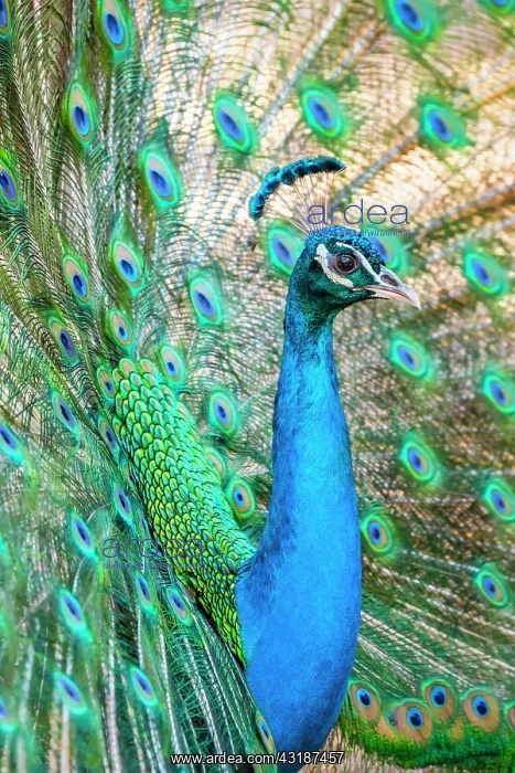 : Peacock Indian peafowl (Pavo cristatus) beats wheel : Peacock Indian peafowl (Pavo cristatus) beats wheel