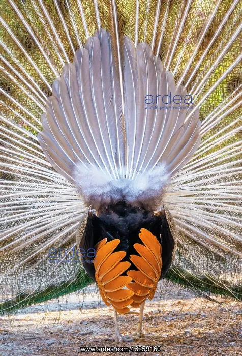 : Peacock Indian peafowl (Pavo cristatus) beats wheel : Peacock Indian peafowl (Pavo cristatus) beats wheel