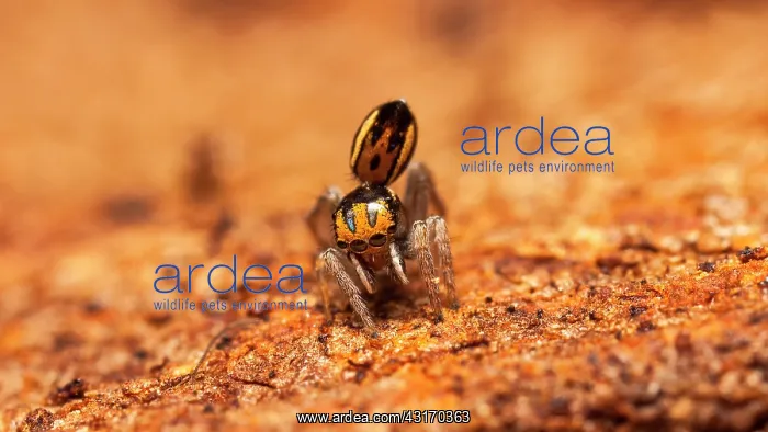 : Peacock jumping spider (Maratus purcellae) from : Peacock jumping spider (Maratus purcellae) from