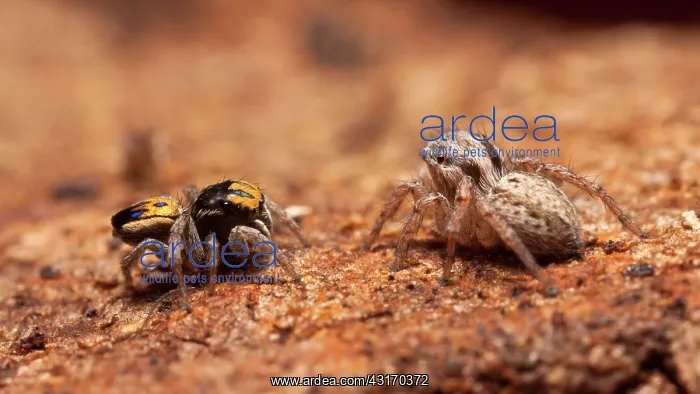 : Peacock jumping spider (Maratus purcellae) from : Peacock jumping spider (Maratus purcellae) from