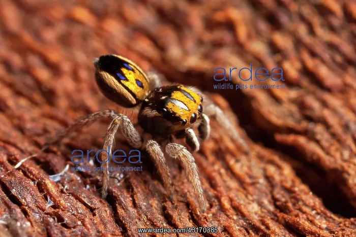 : Peacock jumping spider (Maratus purcellae) from : Peacock jumping spider (Maratus purcellae) from
