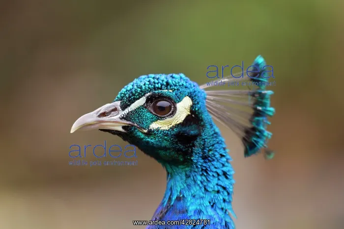  : Peacock - male