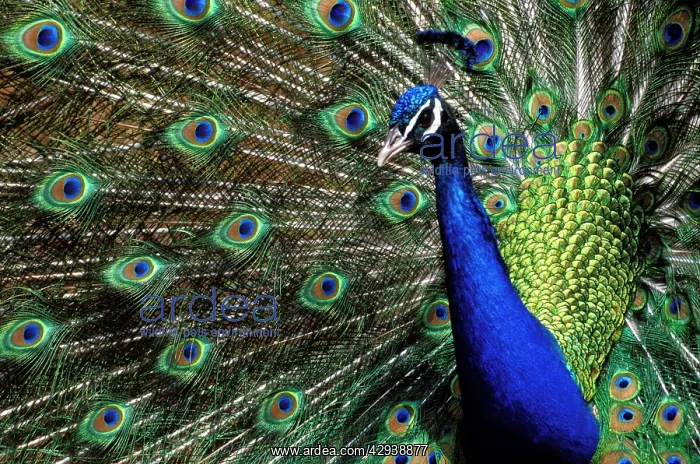 : Peacock male in courtship display, closeup : Peacock male in courtship display, closeup