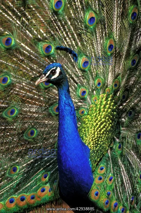 : Peacock male in courtship display, closeup : Peacock male in courtship display, closeup