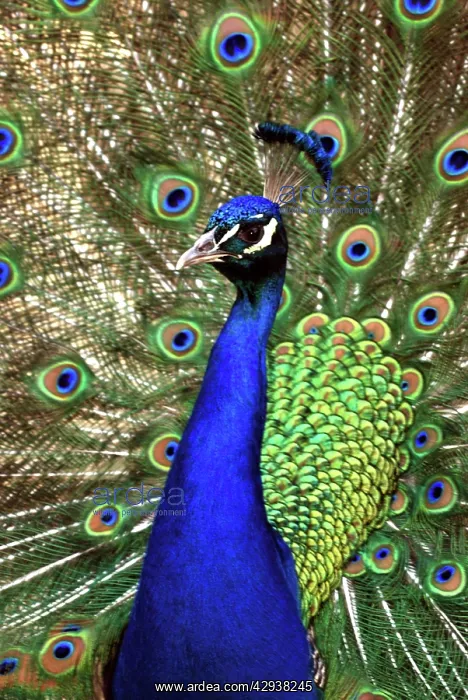 : Peacock - male displaying : Peacock - male displaying