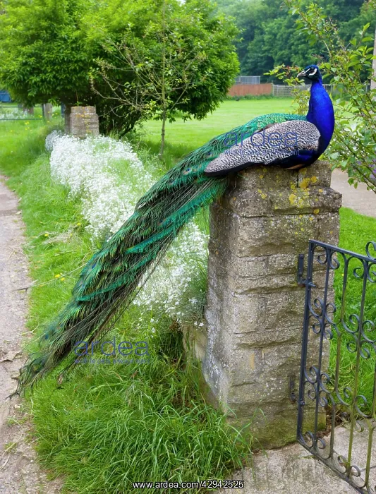 : Peacock - male sitting on gate post : Peacock - male sitting on gate post