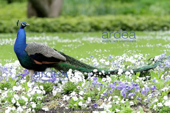 : Peacock - male standing in bed of pansies - in park : Peacock - male standing in bed of pansies - in park