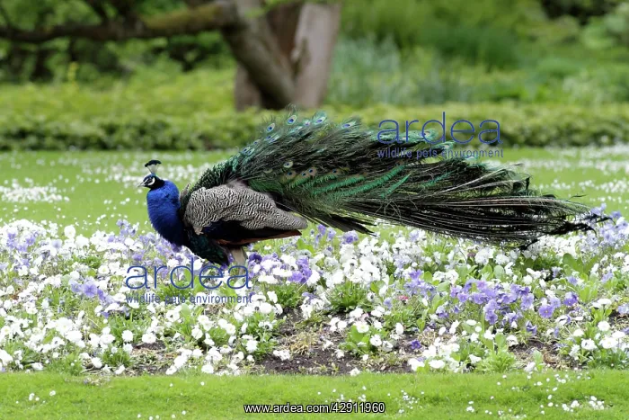 : Peacock - male standing in bed of pansies - shaking : Peacock - male standing in bed of pansies - shaking