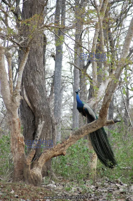 : Peacock - Male in woods : Peacock - Male in woods