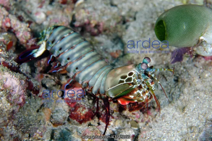 : Peacock Mantis - Crystal Bay dive site, Padang Bai : Peacock Mantis - Crystal Bay dive site, Padang Bai