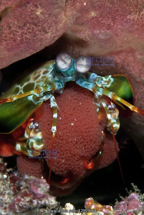 : Peacock Mantis Shrimp with eggs : Peacock Mantis Shrimp with eggs