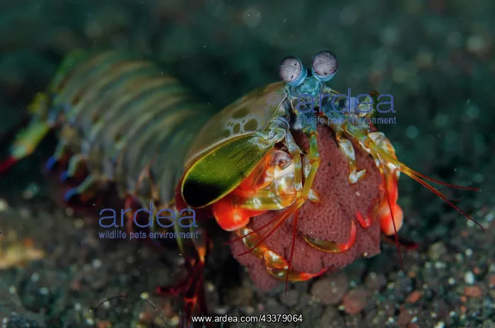 : Peacock Mantis Shrimp with eggs : Peacock Mantis Shrimp with eggs