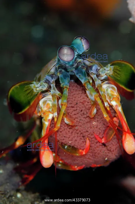 : Peacock Mantis Shrimp with eggs : Peacock Mantis Shrimp with eggs