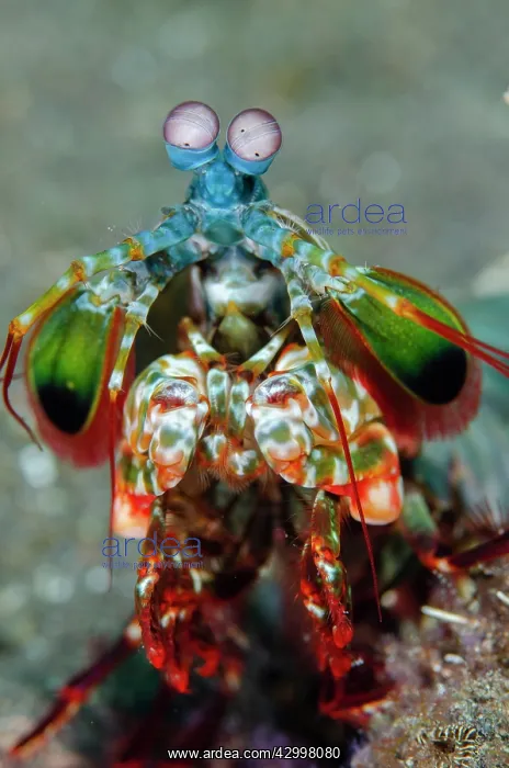 : Peacock Mantis Shrimp -Melasti dive site, Seraya : Peacock Mantis Shrimp -Melasti dive site, Seraya
