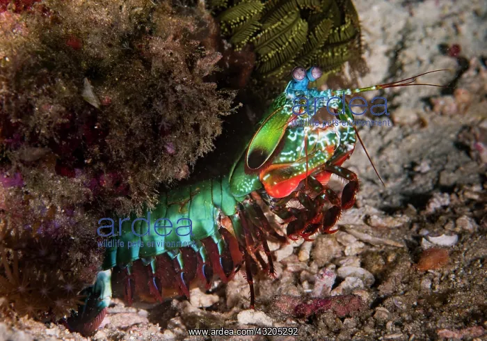 : Peacock mantis shrimp (Odontodactylus scyllarus) : Peacock mantis shrimp (Odontodactylus scyllarus)