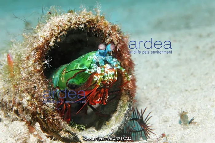 : Peacock Mantis Shrimp (Odontodactylus scyllarus) : Peacock Mantis Shrimp (Odontodactylus scyllarus)