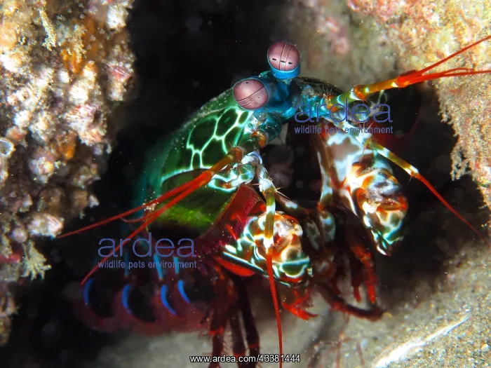 : Peacock mantis shrimp (Odontodactylus scyllarus) : Peacock mantis shrimp (Odontodactylus scyllarus)