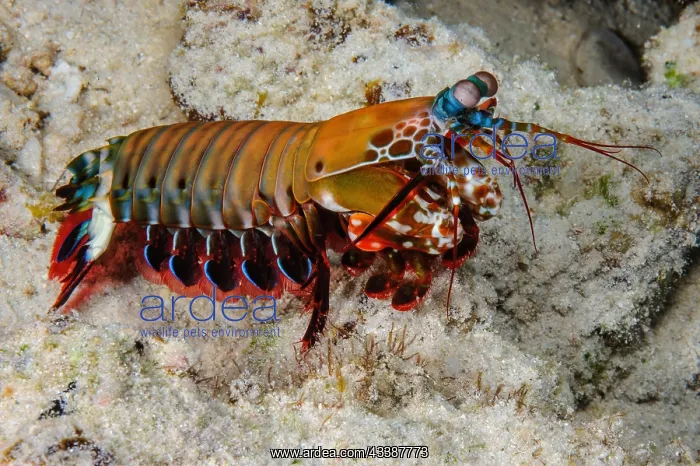 : Peacock mantis shrimp (Odontodactylus scyllarus) : Peacock mantis shrimp (Odontodactylus scyllarus)