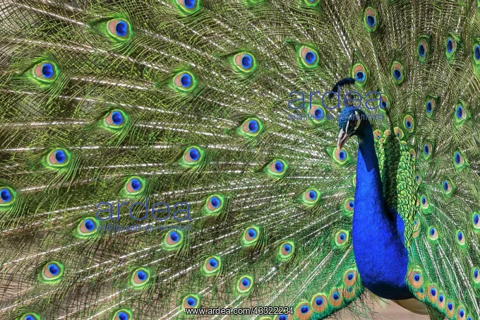 : Peacock (Pavo cristatus), captive : Peacock (Pavo cristatus), captive
