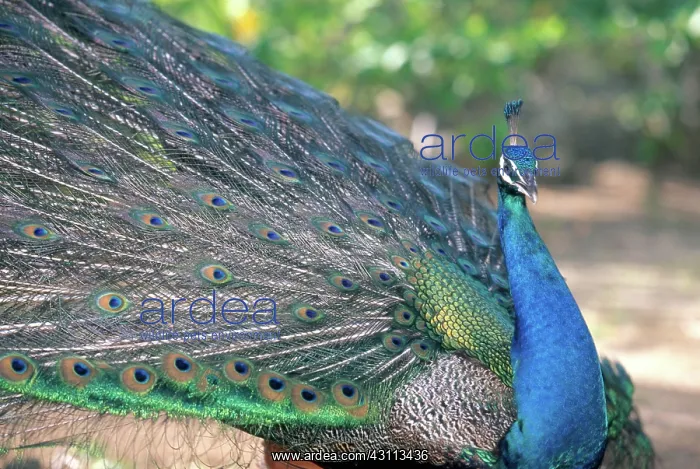 : Peacock (Pavo cristatus) displaying : Peacock (Pavo cristatus) displaying