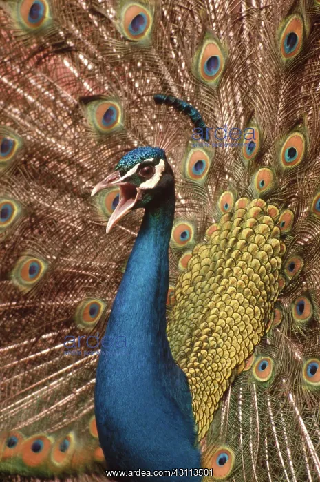: Peacock (Pavo cristatus) displaying : Peacock (Pavo cristatus) displaying
