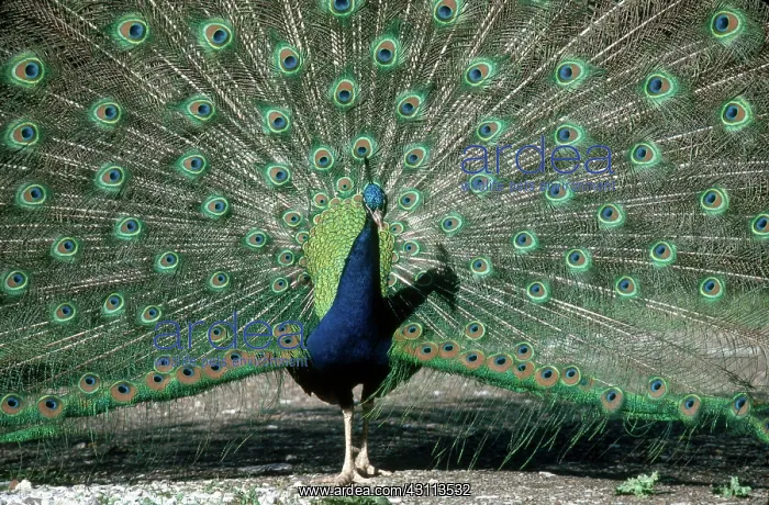 : Peacock (Pavo cristatus) displaying : Peacock (Pavo cristatus) displaying